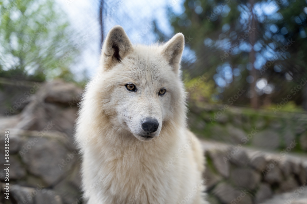 Arctic wolf inside the cage at Belgrade Zoo.