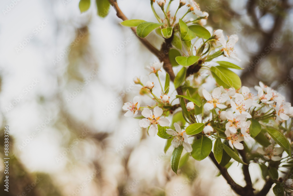 Fototapeta premium Flor de pera
