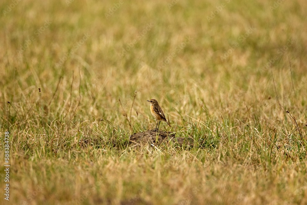 Babbler (Luscinia svecica) in the grass