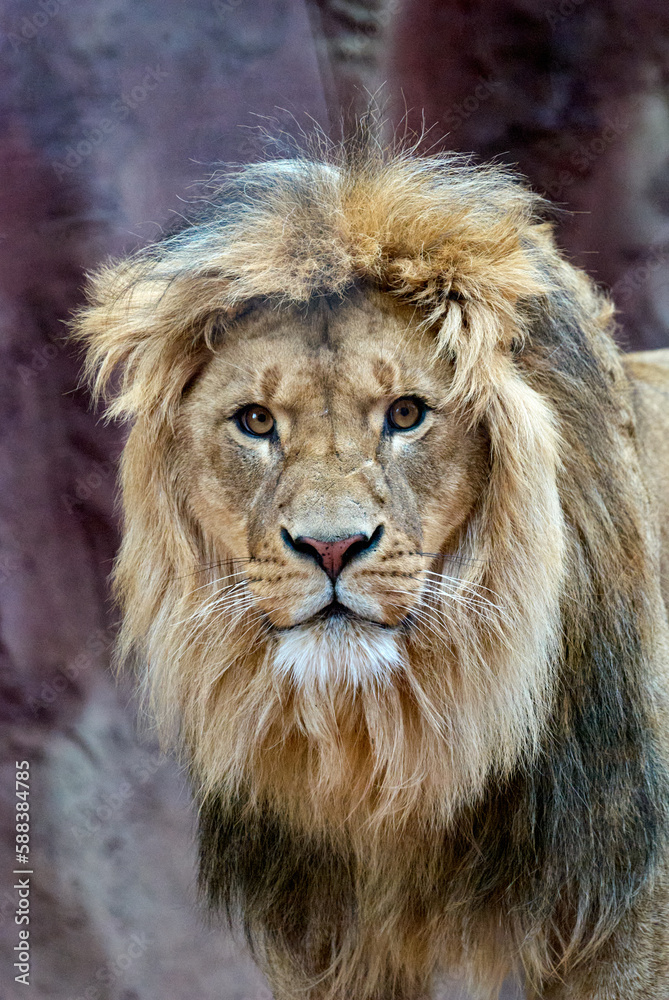 Portrait of a male lion in the zoo. Close-up.
