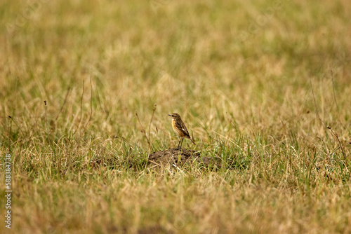 Babbler (Luscinia svecica) in the grass