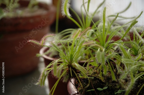 Cape sundews plant in a pot, a plant predator photo