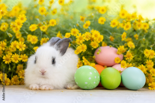 Lovely bunny easter fluffy baby rabbit with colorful easter eggs on green garden with daisy flowers nature background on sunny warmimg summer day. Symbol of easter day festival. summer season. photo