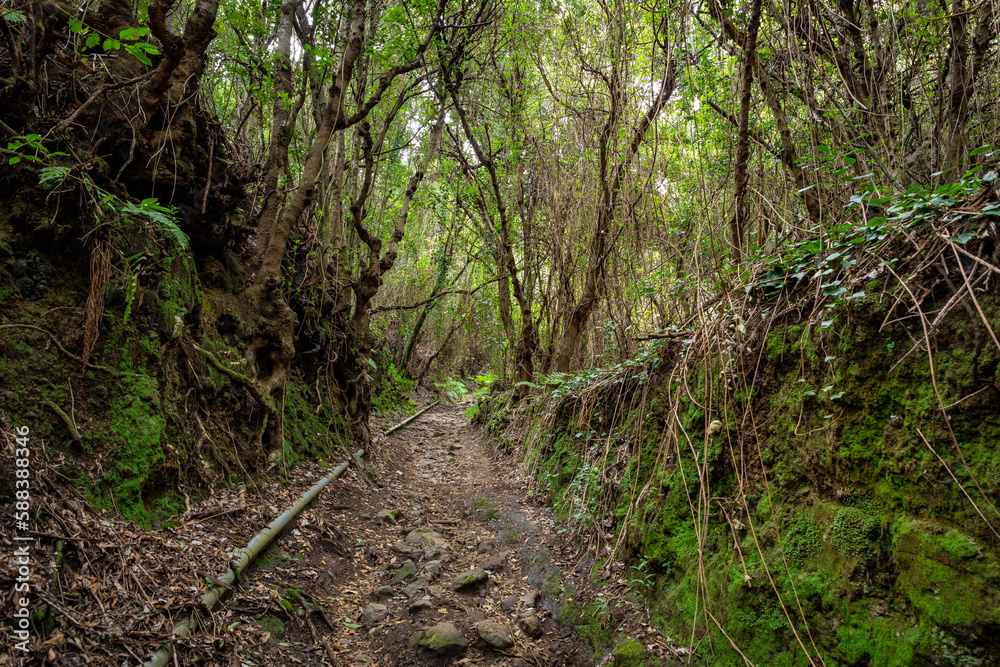 La Palma Island. Cubo de La Galga Trail. Tropical Exotic Landscape of La Palma. Canary Islands, Spain. La Palma Island. Cubo de La Galga Trail. Tropical Exotic Landscape of La Palma. Canary Islands, Spain.