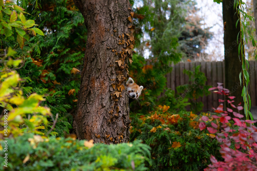 Naklejka premium Red panda peeking out from behind a tree trunk