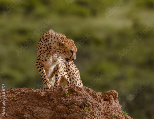 cheetah in the wild