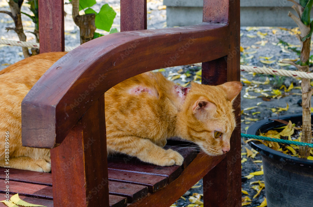Red stray street cat with bloody wounds on the back, ringworm in cats