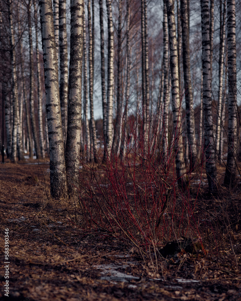 a forest filled with lots of tall trees a forest filled with lots of tall trees