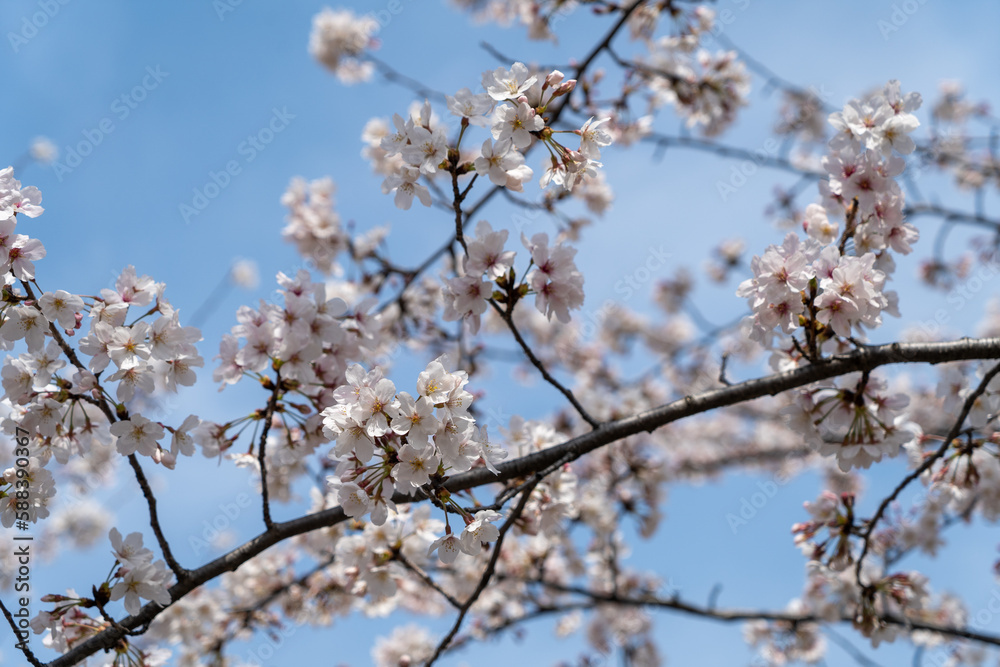 Obraz premium 青空に映える満開の桜