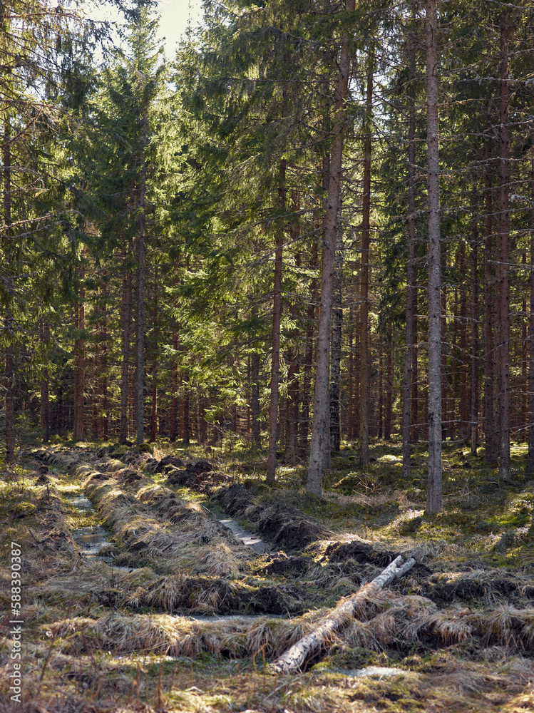 Fototapeta premium a forest filled with lots of tall trees