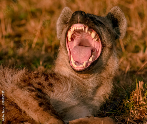 Photographie Hyena