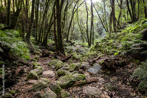 La Palma Island. Cubo de La Galga Trail. Tropical Exotic Landscape of La Palma. Canary Islands  Spain.