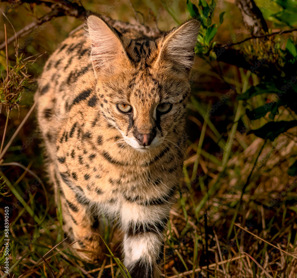 Serval cat Serval cat