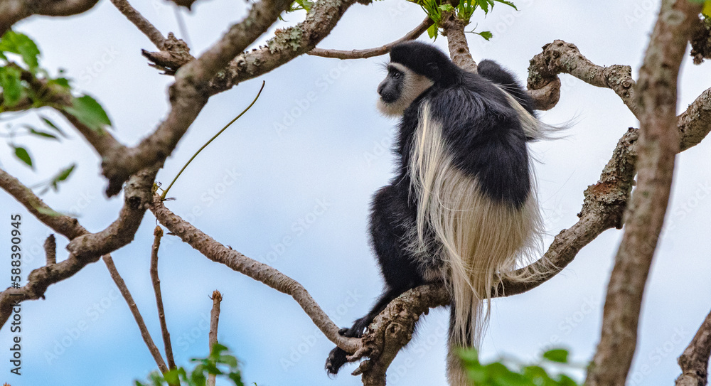 Obraz premium Colobus monkey