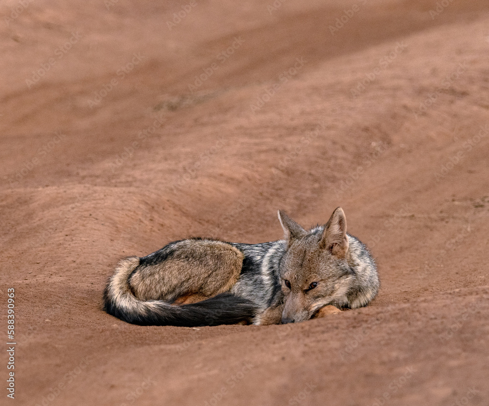 Jackal Jackal