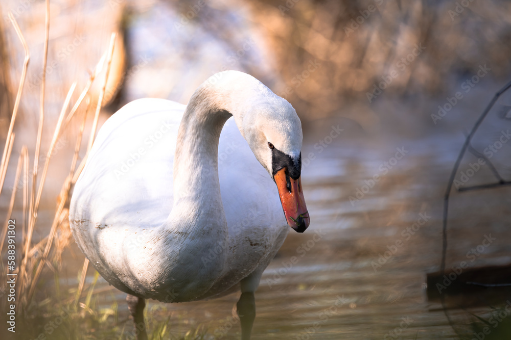 Close up portrait of a beautiful white swan in grass on a lake in Germany, Europe Close up portrait of a beautiful white swan in grass on a lake in Germany, Europe