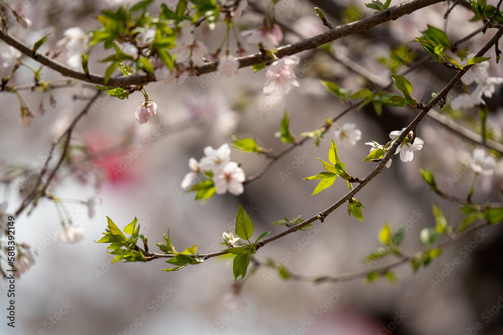 青空に映える満開の桜 青空に映える満開の桜