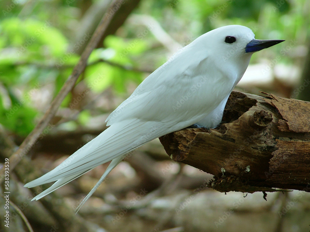 Fototapeta premium Gygis blanche, .Gygis alba, White Terniles , nid, Seychelles