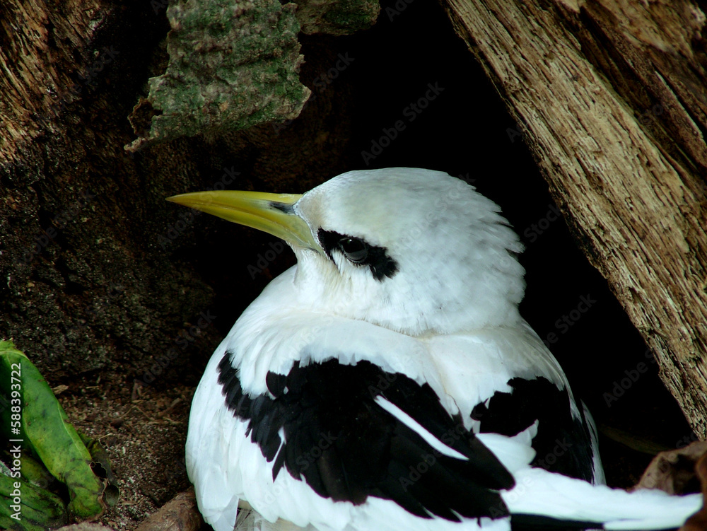 Paille en queue, Phaéton à bec jaune, Phaethon lepturus , White tailed
