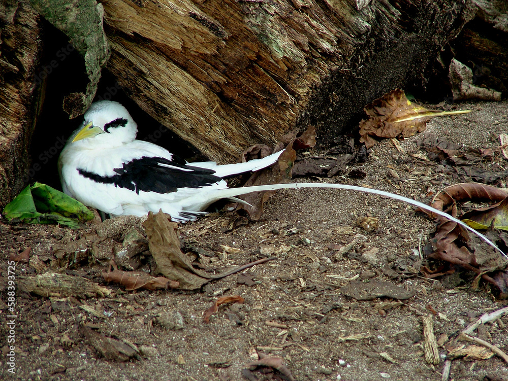 Foto De Paille En Queue Pha ton Bec Jaune Phaethon Lepturus White Foto De Paille En Queue Pha ton Bec Jaune Phaethon Lepturus White