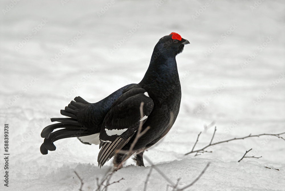 Tétras lyre, Lyrurus tetrix, Black Grouse, parades Tétras lyre, Lyrurus tetrix, Black Grouse, parades