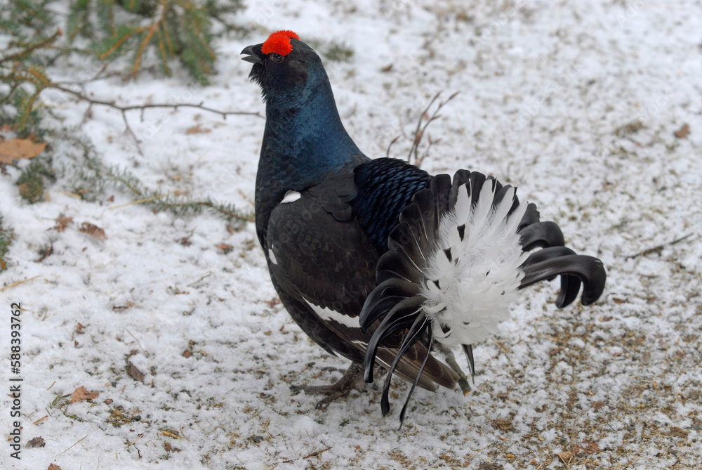 Tétras lyre, Lyrurus tetrix, Black Grouse, parades Tétras lyre, Lyrurus tetrix, Black Grouse, parades