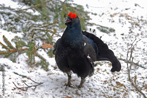 T  tras lyre  Lyrurus tetrix  Black Grouse  parades