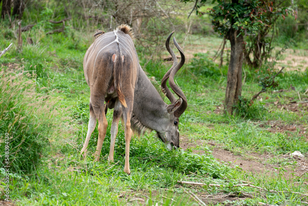 Grand koudou, Tragelaphus strepsiceros, male, Parc national Kruger, Afrique du Sud