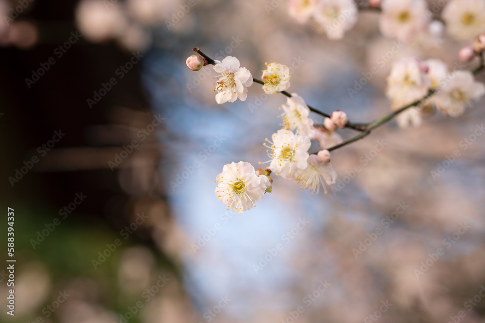 In spring, plum blossoms bloom, branches are luxuriant, flowers are fragrant, blue sky, petals look like snow In spring, plum blossoms bloom, branches are luxuriant, flowers are fragrant, blue sky, petals look like snow