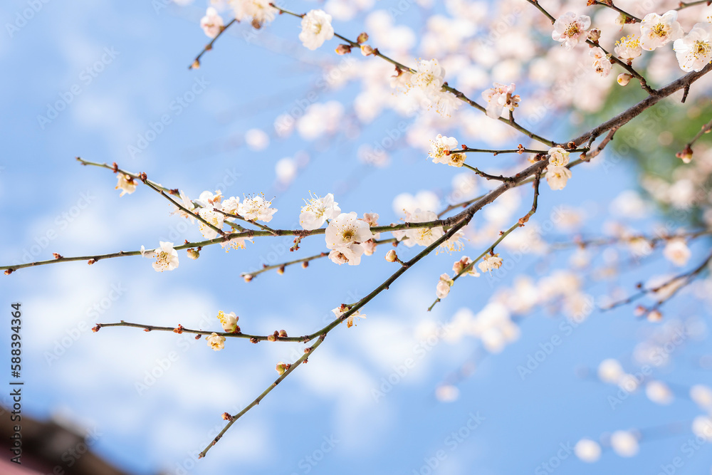 In spring, plum blossoms bloom, branches are luxuriant, flowers are fragrant, blue sky, petals look like snow In spring, plum blossoms bloom, branches are luxuriant, flowers are fragrant, blue sky, petals look like snow