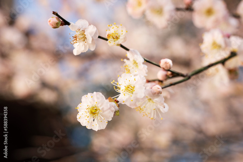 In spring, plum blossoms bloom, branches are luxuriant, flowers are fragrant, blue sky, petals look like snow
