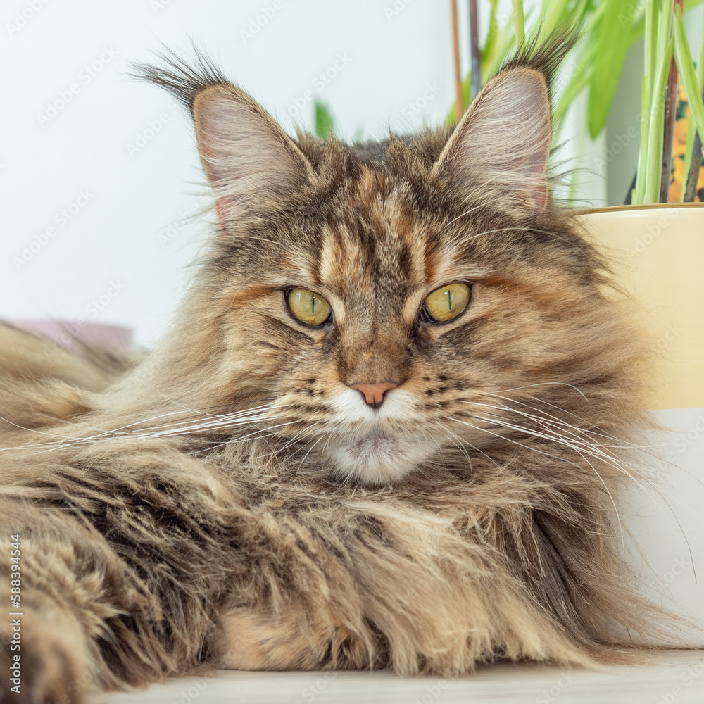 Cute furry Maine Coon cat with yellow green eyes and long beige brown fur. Close up portrait, shadow depth. Large domestic long hair breed. Lying next to yellow white pottery plant. Looking at camera.