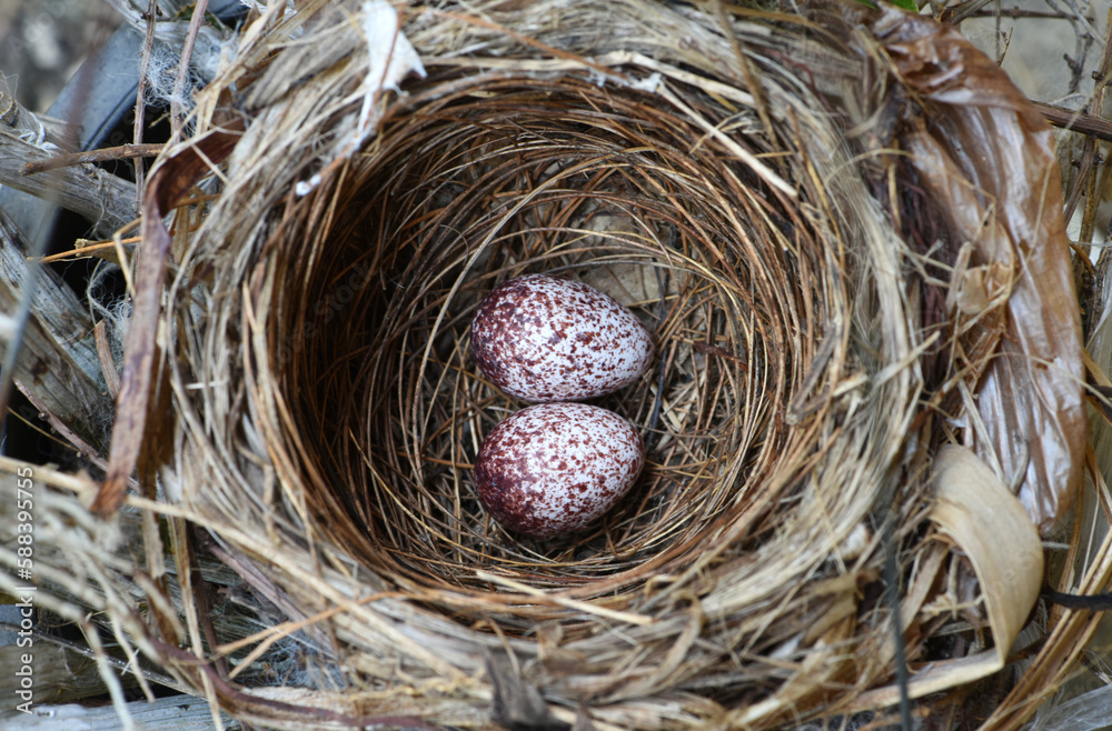 bird's nest with two eggs inside . bird 's nest . the eggs of streak eared bulbul bird in nest . bird's nest with two eggs inside . bird 's nest . the eggs of streak eared bulbul bird in nest .