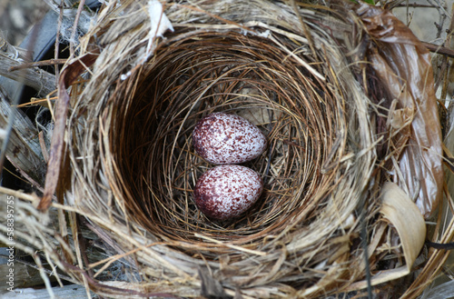 bird's nest with two eggs inside . bird 's nest . the eggs of streak eared bulbul bird in nest . 