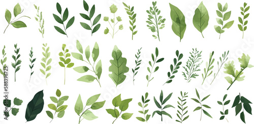  A Branch, Limb, Leaf, Leaves, of Grenn Tropical Tree (Fern, Eucalyptas, Herbs and Others Foliage) in Set of Watercolor Vector Style