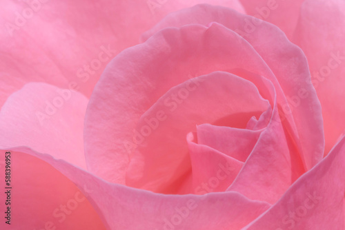 Fototapeta Naklejka Na Ścianę i Meble -  close up of pink rose