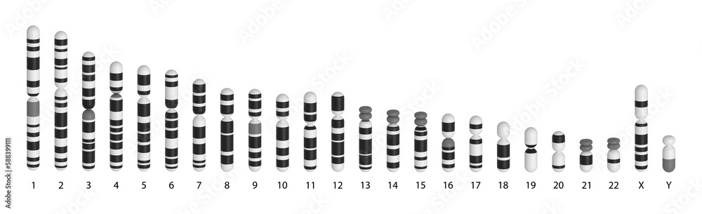Human chromosomes ideogram - obrazy, fototapety, plakaty 