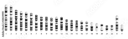 Human chromosomes ideogram
