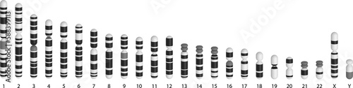 Human chromosomes ideogram