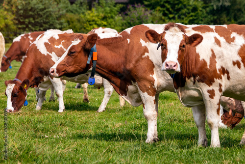 Holstein Friesian cow cattle grazing on farmlandin Holland.