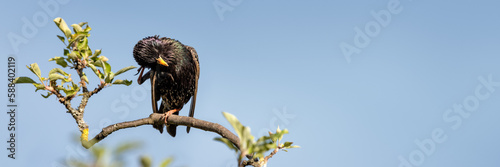  Europ  ischer Star  Sturnus vulgaris   kratzt sich am Kopf