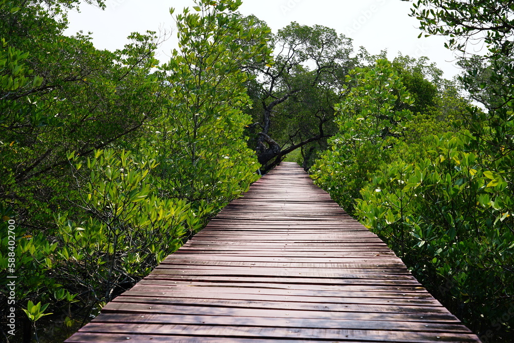 Obraz premium wooden bridge in the forest