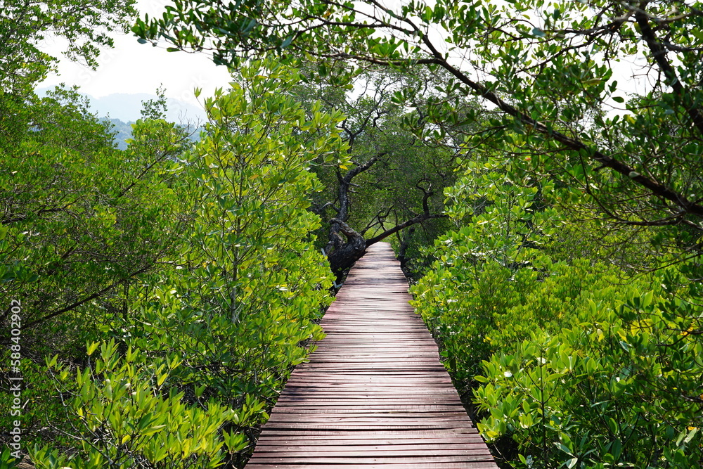 Fototapeta premium wooden bridge in the forest