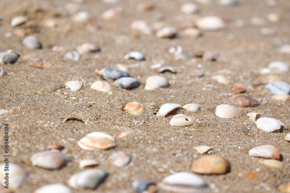 Seashells on the beach, Seashells in sand, sea, ocean, holidays in Netherlands Seashells on the beach, Seashells in sand, sea, ocean, holidays in Netherlands
