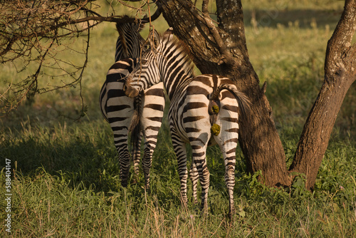 Zwei Zebras von hinten