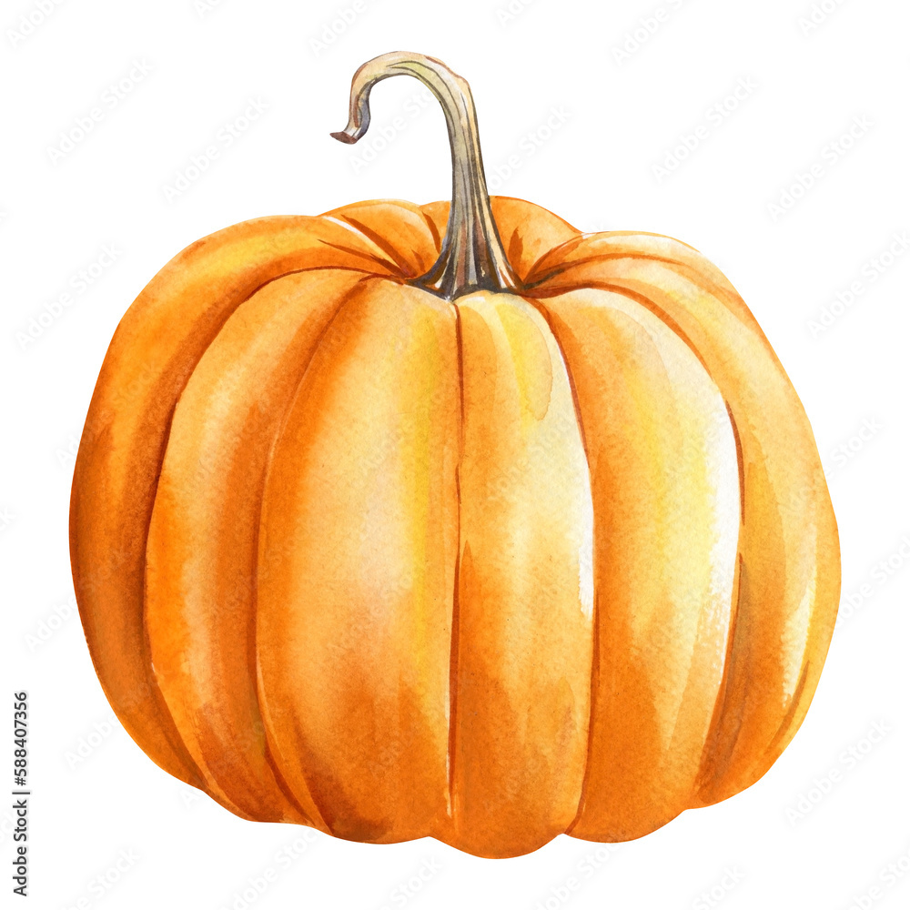 Obraz premium Pumpkin on an isolated white background, watercolor painting, hand drawing