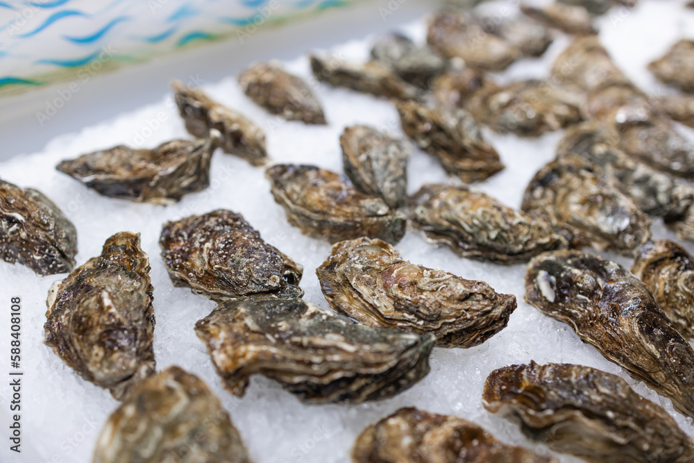Obraz premium Close up oysters lie on the counter on ice in store. Oysters for sale at the seafood market. Fresh oysters Selective focus.Barcelona, Spain. High quality photo
