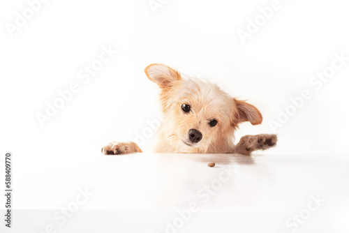 Dog Photography