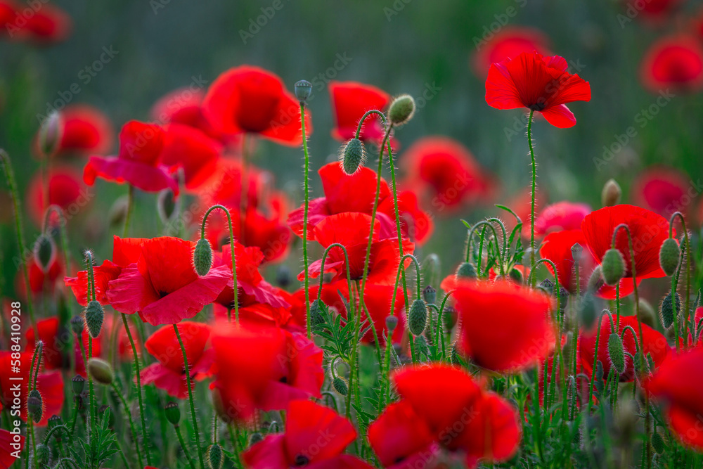 Fototapeta premium Beautiful meadow with the poppy flowers at sunset, Poland.