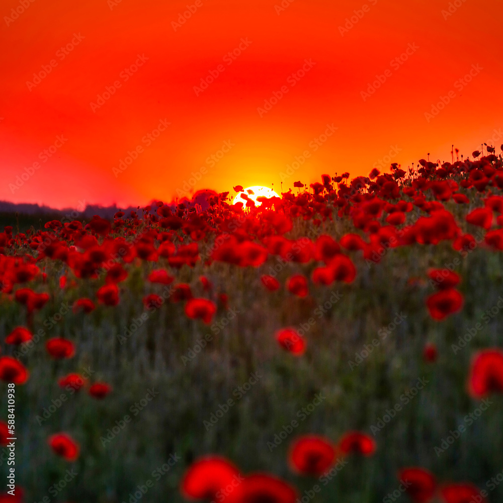 Fototapeta premium Beautiful meadow with the poppy flowers at sunset, Poland.